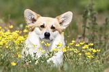 CORGI PEMBROKE 394